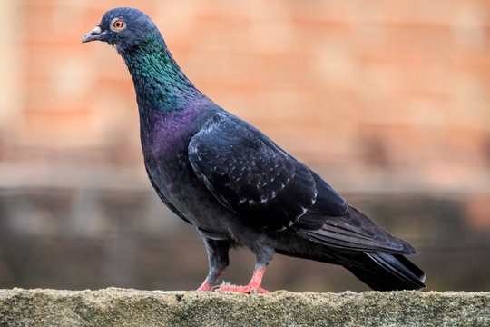 Beautiful pigeon resting on wall