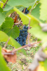 ripe grapes in an old vineyard, Serbia