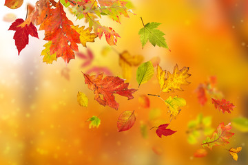 Beautiful autumn background