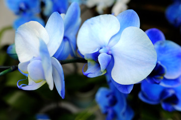 orchidée bleue