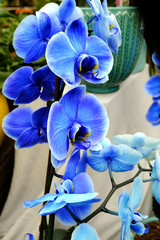 orchidée bleu