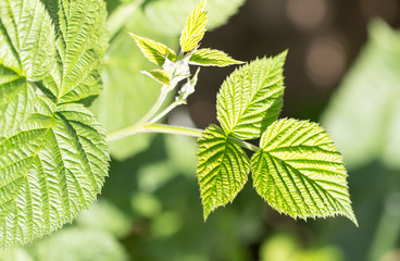 young raspberry leaves in nature
