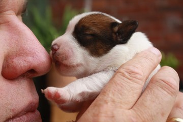 Jack Russell Welpe gibt Küsschen