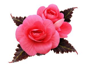 Pink begonia flowers arrangement - obrazy, fototapety, plakaty