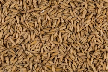 Gordijnen natural oat grains background, closeup © VertigoBarrov