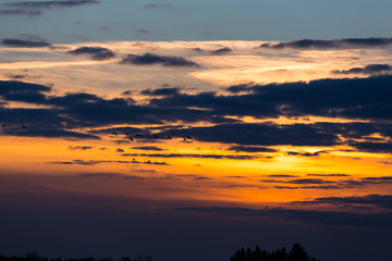 Birds flying in sunset