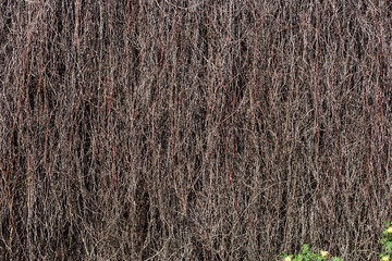 Dried branches on the building wall