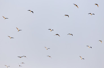 a flock of seagulls in the sky at sunset