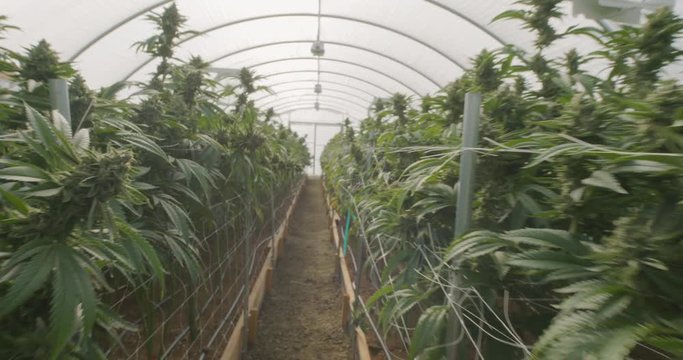 Walking Through Professional Cannabis Commercial Growing Indoor Greenhouse Farms