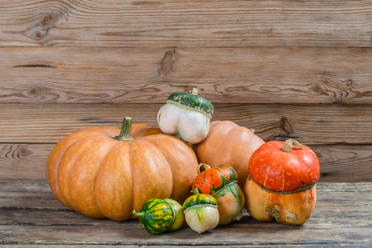 Different Pumpkins on Rustic Table