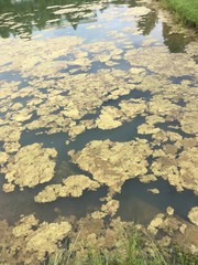 algae overgrowth in stagnating water