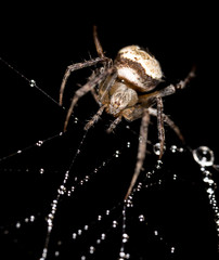 water droplets on a spider web with a spider on a black background