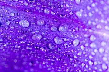 drops of water on a blue flower