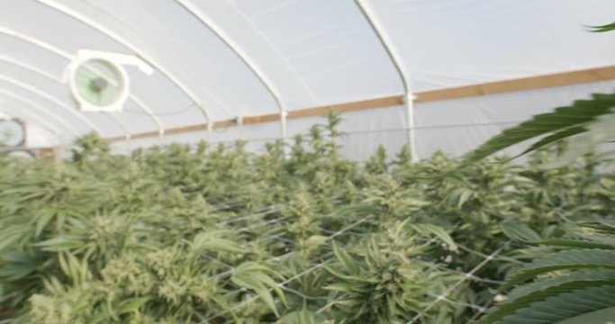 Marijuana Farm Pan to Field of Out of Focus Plants
