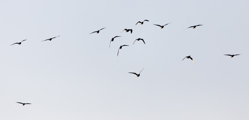 a flock of seagulls in the sky at sunset