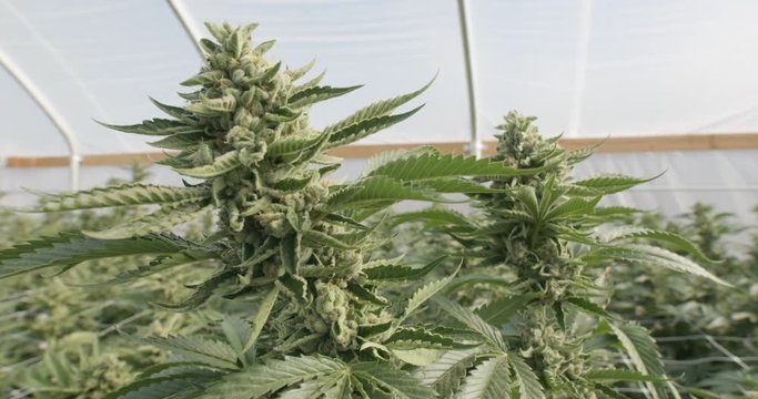 Two Big Buds of Marijuana Plants Recreational or Medical Indoor Growing Operation