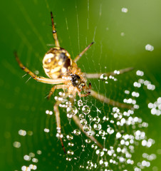 water droplets on a spider web with spider in nature