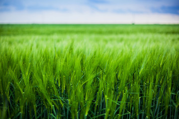 Obraz premium Green wheat