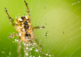 water droplets on a spider web with spider in nature