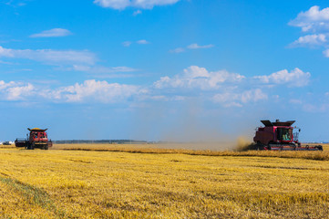 Obraz premium Wheat harvest