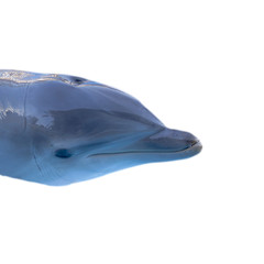 Tête de dauphin détouré