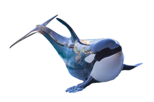 Orque sur fond blanc