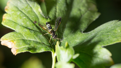 wasp on a green leaf