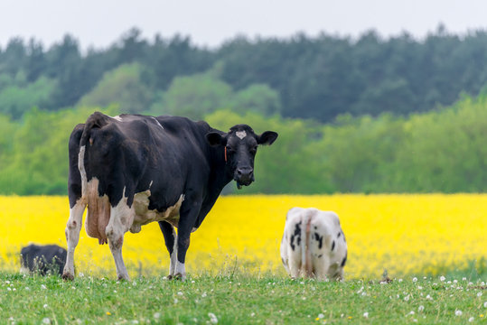 Milchk&uuml;he auf einer Weide 