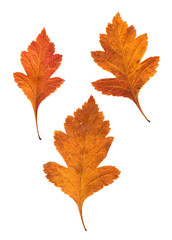 application of hawthorn leaves