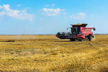 Fototapeta premium Wheat harvesting