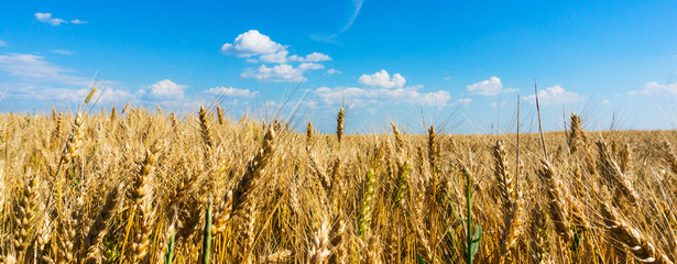 Wheat field panorama