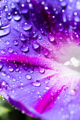 drops of water on a blue flower