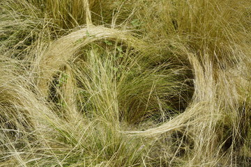 mouvement de plantes