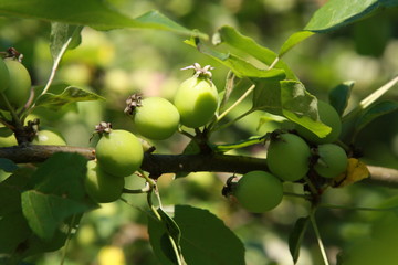 Apples on the branch