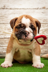 Fototapeta premium English bulldog puppy with a heart in his mouth.