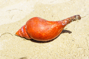 BEACH WINKLE: Winkle on wet sand beach