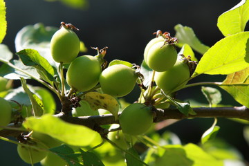 Green apples