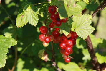 Red currant