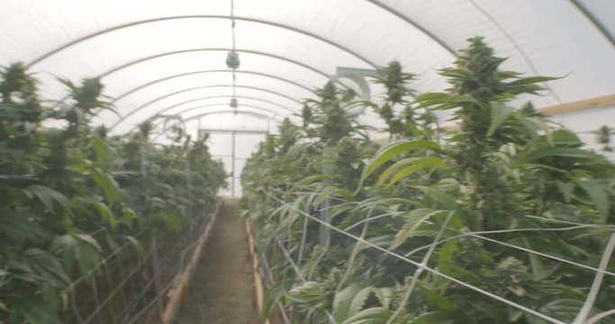 Inside Commercial Cannabis Greenhouse Large Blooming Marijuana Plants