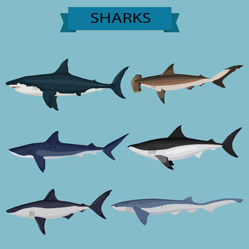 Sharks vector image design set for illustrations, prints, logo, decoration and other creative and design needs.
