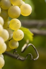 uva bianca macro vigna vitigno turacciolo