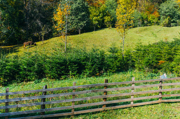 Pasture and tree nursery