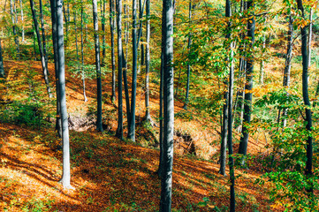 Autumn forest landscape