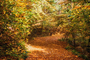 Path covered in leaves in forest