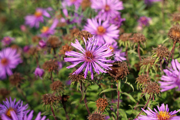 Aster amellus, the European Michaelmas-daisy in autumn