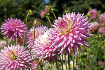 Pale magenta dahlia flower