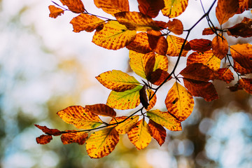 Fototapeta na wymiar Fall leaves