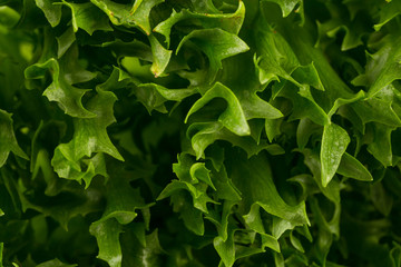 Fototapeta na wymiar fresh lettuce texture
