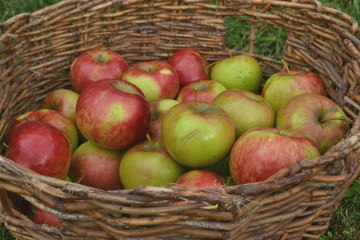 apples in a basket