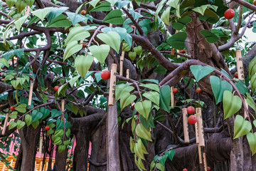 Fototapeta premium Wish tree hung with poles of bamboo with wishes written on them in Ngong Ping village, Lantau Island, Hong Kong